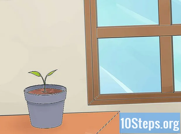 Hur man odlar Anthuriums