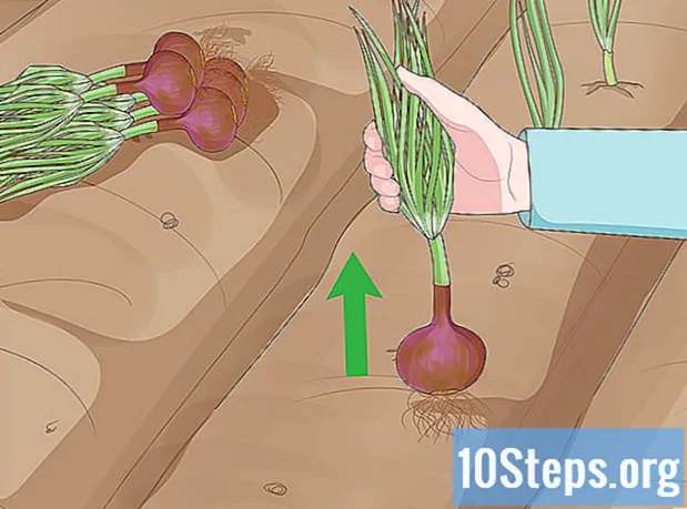 Hoe uien groeien