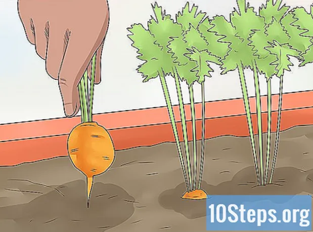 Sådan dyrkes gulerødder i potter