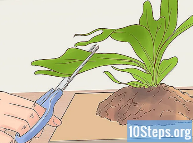 Ako pestovať Jelení roh