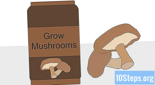 Sådan dyrkes svampe indendørs - Encyklopædi