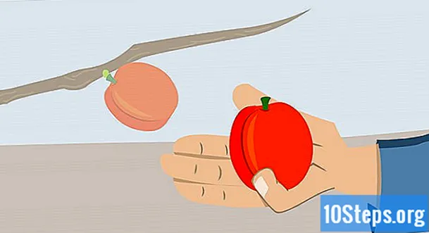 Sådan dyrkes abrikoser