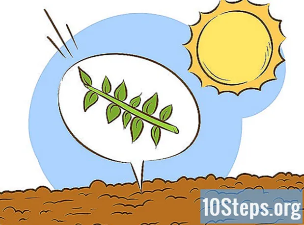 Hoe Fava Beans te laten groeien