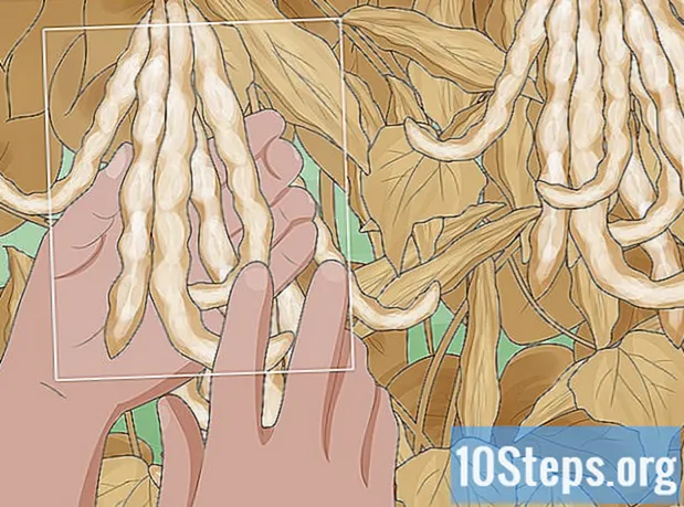 Kako uzgajati grah na pamuku