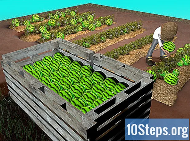 كيف ينمو البطيخ