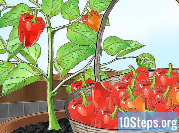 Jak pěstovat papriky uvnitř domu