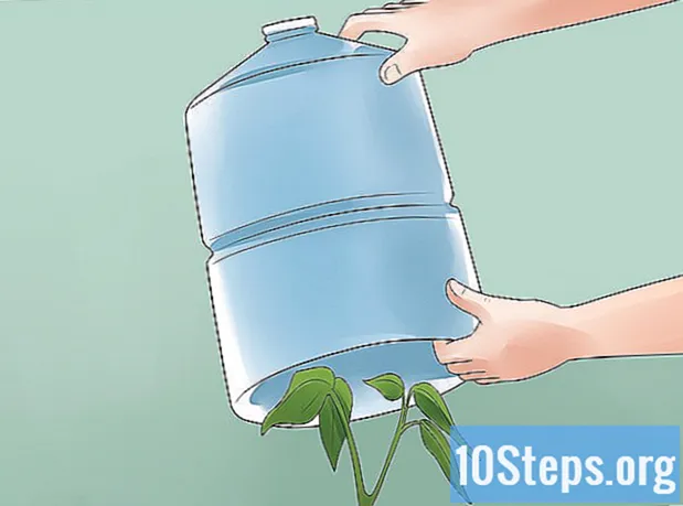 Cum să crești ardei
