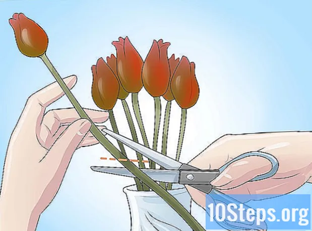 Kā audzēt tulpes