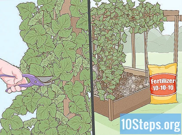 Wie man Trauben aus Samen anbaut