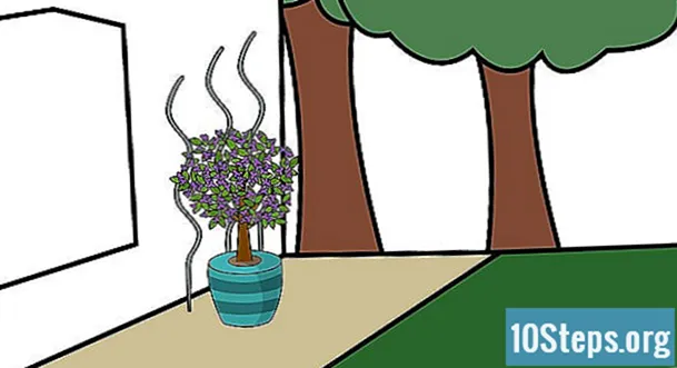 Jak pěstovat popínavé rostliny - Encyklopedie