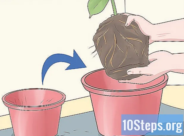 Cara Menanam Pokok Getah