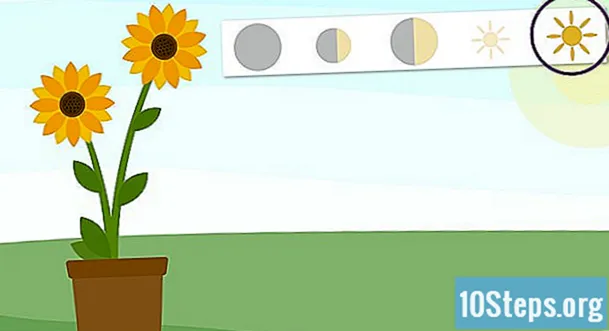 Cum să crești o floarea-soarelui într-o oală