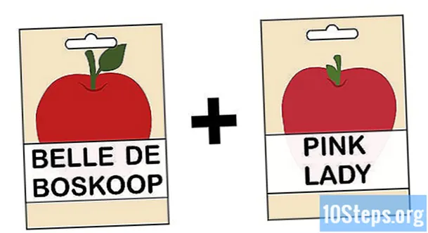 Cách trồng cây táo từ hạt giống