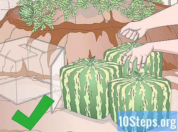 Jak pěstovat čtvercový meloun