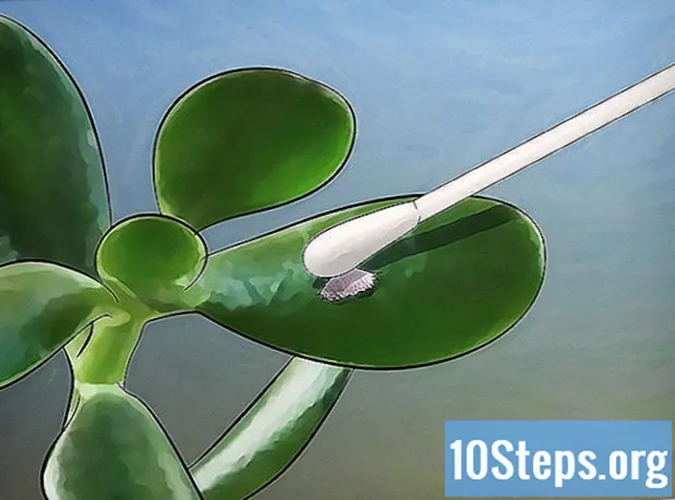 Hogyan növekszik a Jade Plant - Enciklopédia