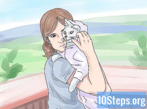 איך לרחוץ חתלתול