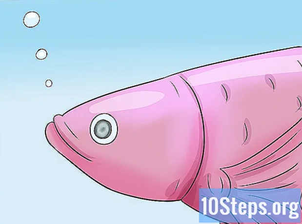Cum să găsești vârsta unui pește Betta