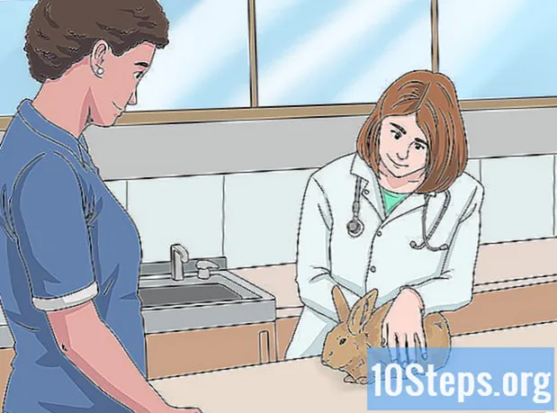 Hur man hittar könet på en kanin - Encyklopedi