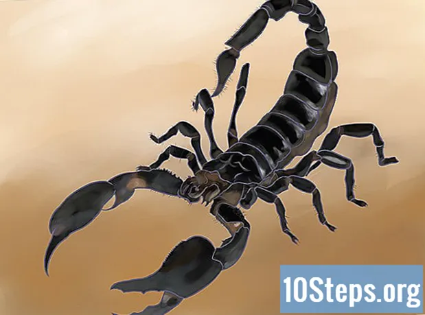 Cách vẽ một con bọ cạp - Bách Khoa Toàn Thư