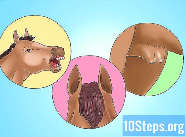子馬を離乳させる方法