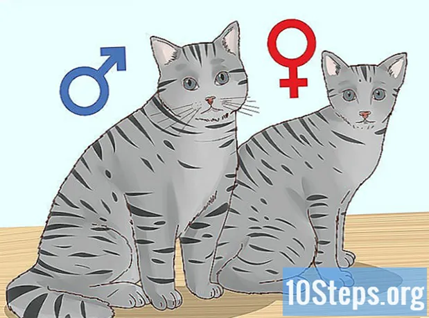 Come determinare il sesso di un gatto