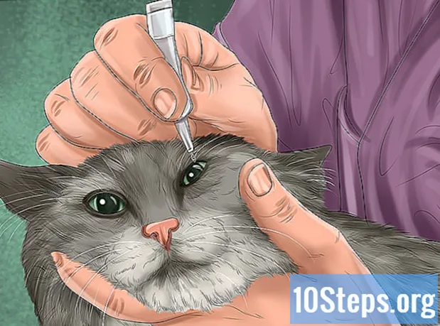 Hur man diagnostiserar grå starr hos katter - Encyklopedi