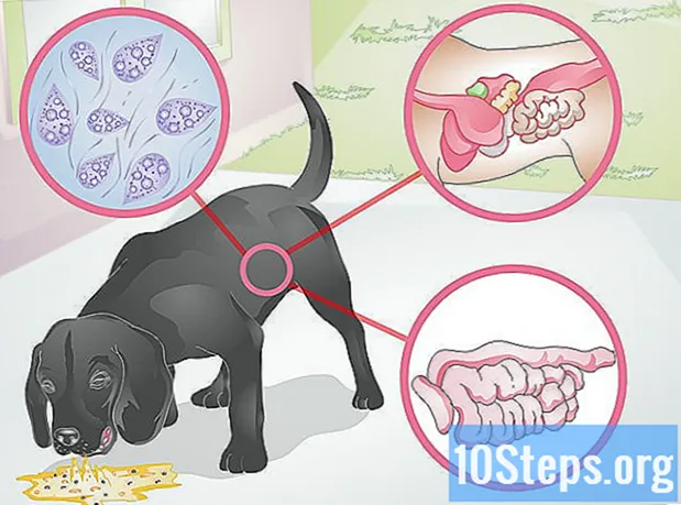 Cómo diagnosticar el vómito amarillo espumoso en perros