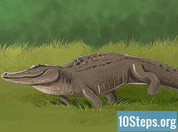 Hur man skiljer en krokodil från en alligator