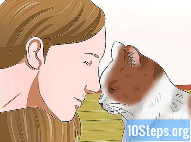 Cómo entretener a los gatos - Enciclopedia