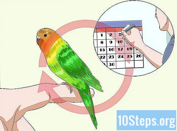 Cara Menjinakkan Parakeet Anda