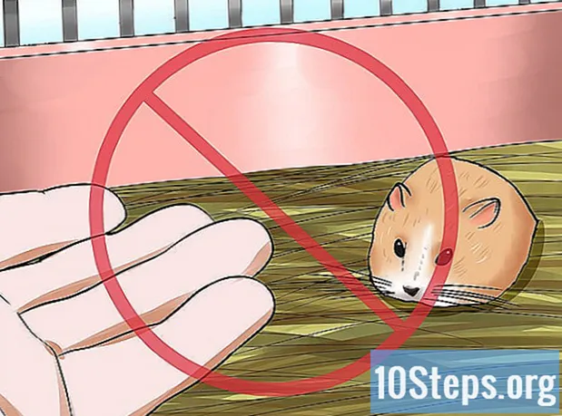 Kako ukrotiti patuljastog hrčka