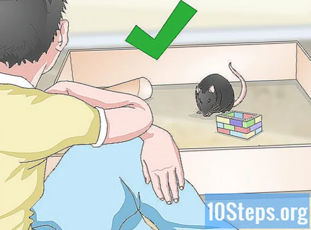 Як приручити мишку