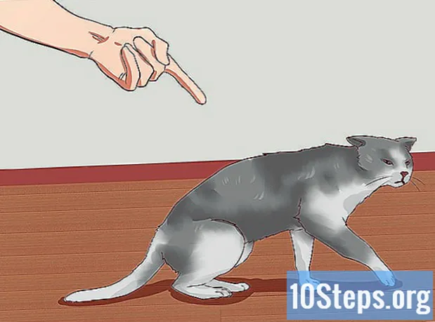 Com educar el teu gat