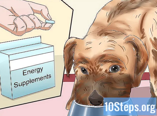 Hoe een hond vet te maken