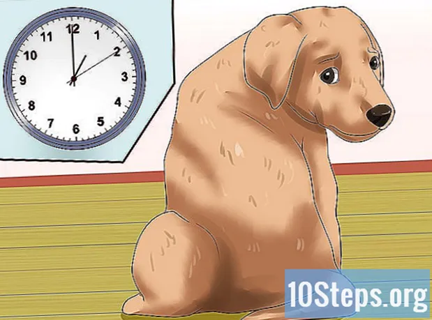 Hvordan lære hunden din å slutte å bite
