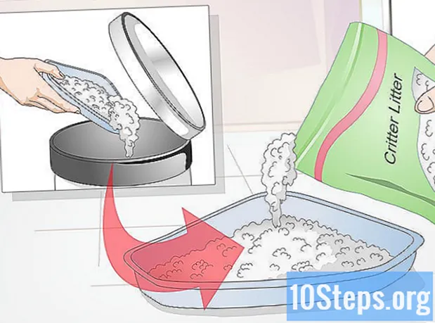 Hur man lär din hamster att använda kullboxen