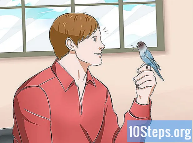 Hvordan lære parakitten din å snakke
