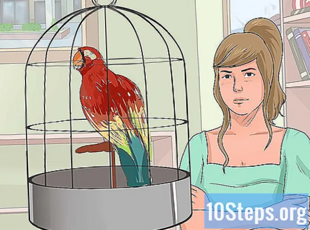Kuinka opettaa lintusi puhumaan