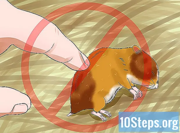 Bir Hamster'a Isırmamayı Nasıl Öğretebilirim? - Ansiklopedi