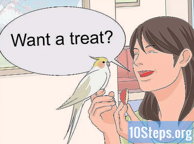 Cara Mengajar Cockatiel untuk Bercakap