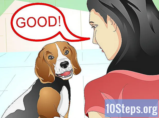 あなたの犬が何を望んでいるのかを理解する方法