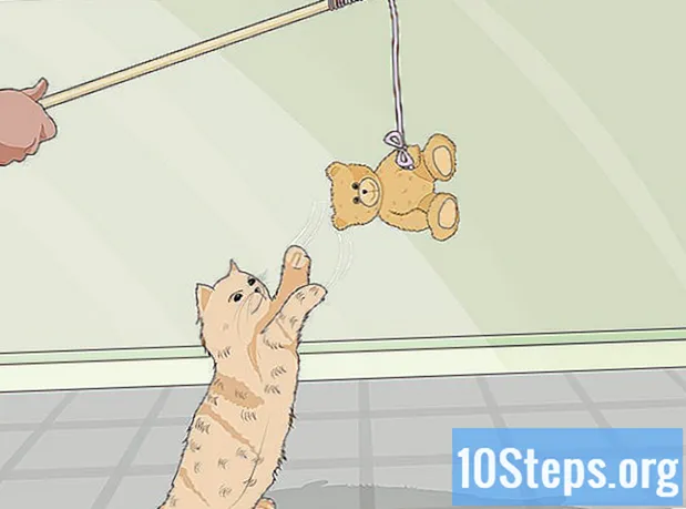 Wie man Katzenspielzeug mit üblichen Haushaltsgegenständen macht