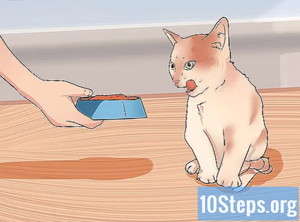 Cách làm thức ăn thô cho mèo
