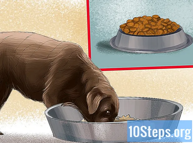 วิธีทำอาหารสุนัข