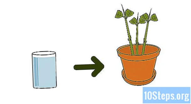 Jak si vyrobit sazenice hortenzie