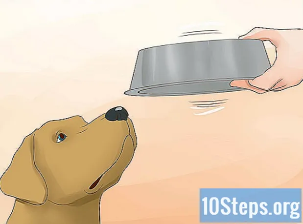 कैसे अपने कुत्ते को पानी पिलाएँ