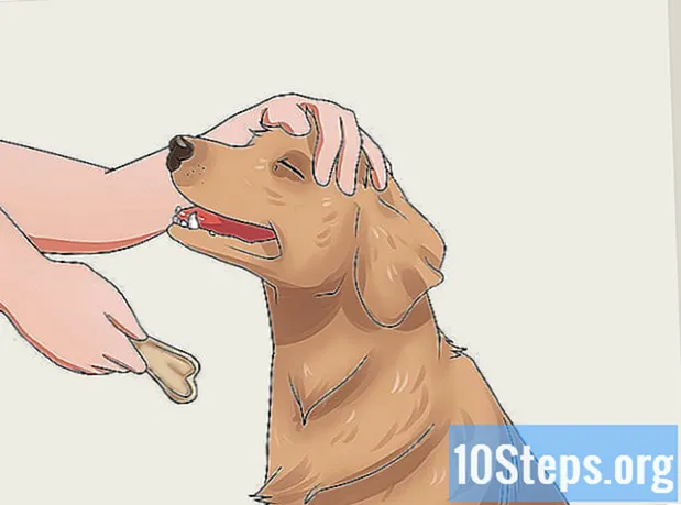 วิธีทำให้สุนัขของคุณกลืนยา