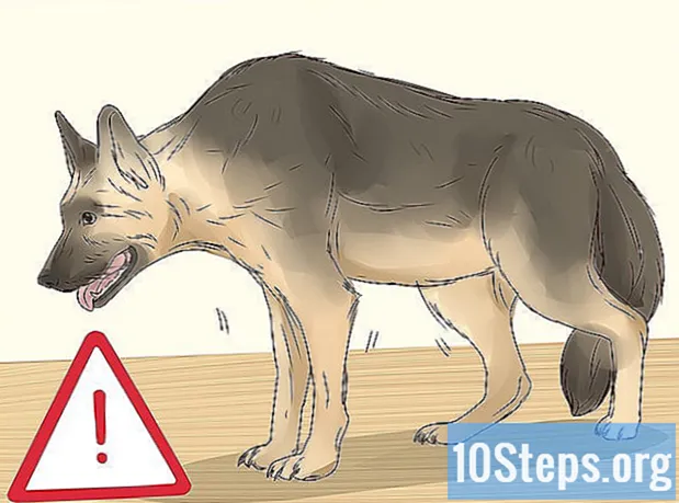 Cum să-ți faci câinele să nu mai mănânce atât de repede - Enciclopedie