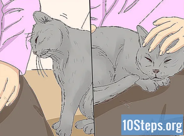 Hur man kan stoppa din katt från att meja