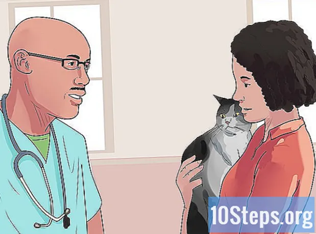 Hur man stoppar din katt från att väsa
